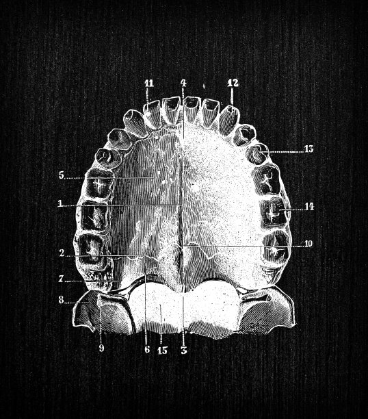 人体解剖骨骼古玩插图，头骨:上颚图片下载