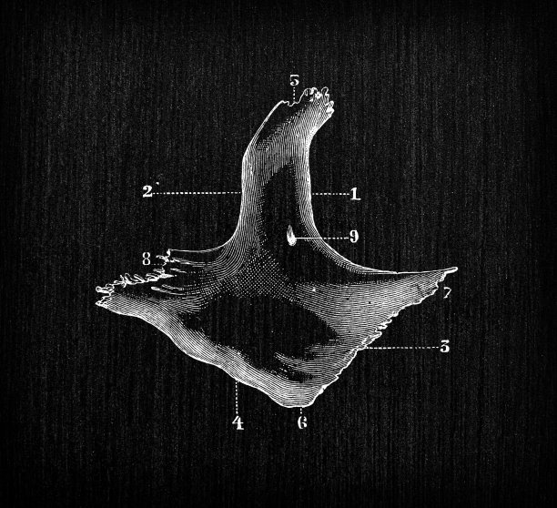 人体解剖骨骼古董插图，头骨:颧骨，颧骨，颧骨图片下载