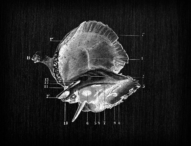 人体解剖骨骼古董插图，头骨:颞骨图片下载