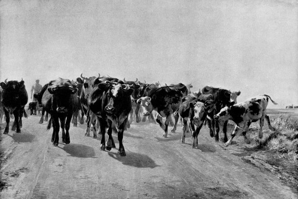 - 19世纪图片下载