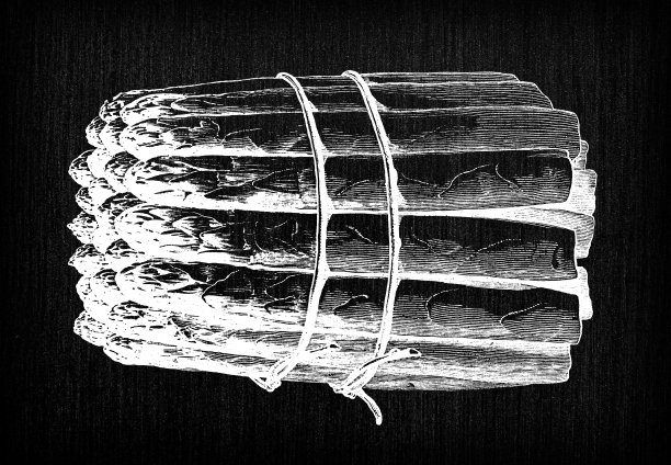 植物学蔬菜植物古董雕刻插图:芦笋图片下载