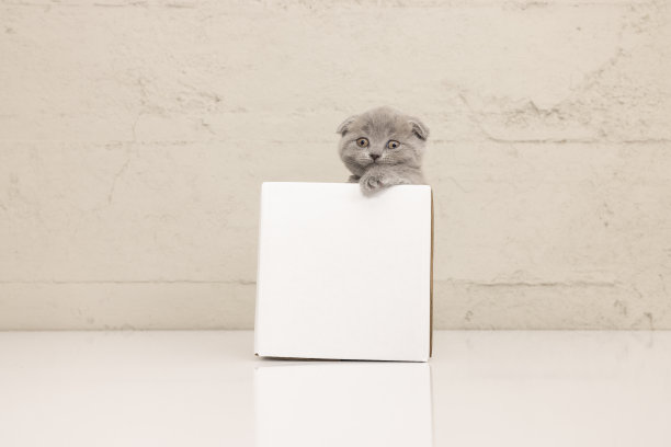 纸箱里好玩的苏格兰折耳猫图片下载