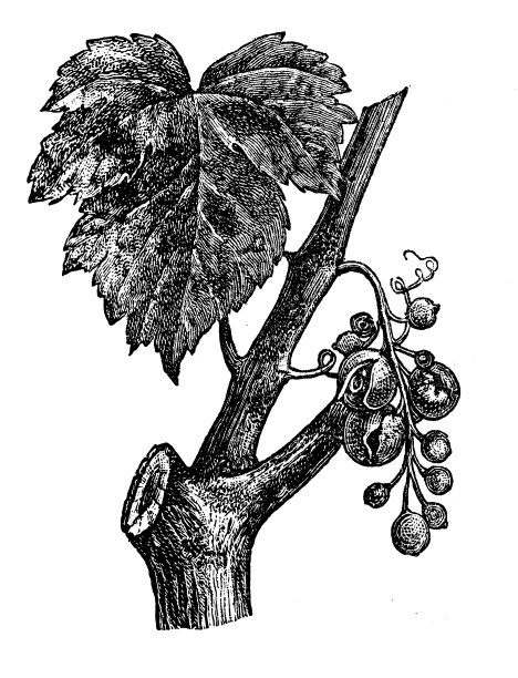 古董古法国版画插图:葡萄图片下载