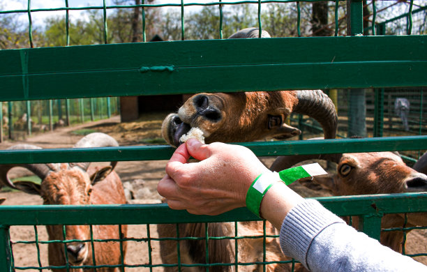 在乌克兰的一个农场里，一名妇女用蔬菜喂山羊。图片下载