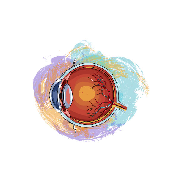 人眼解剖图图片下载