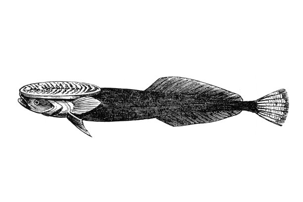 紧贴鱼是戈比鱼科的鱼类，是戈比鱼形目唯一的科图片下载