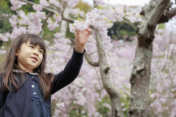 日本女孩和樱花(7岁)图片下载