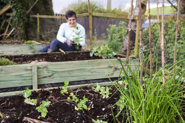 妇女种植花园豌豆苗在一个家庭分配在一个提高床-库存照片图片下载