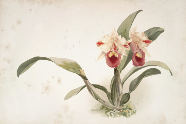 兰花花雕水彩画《唇莲》图片下载