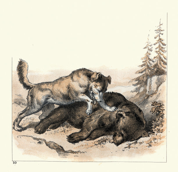 瑞士山地犬，森纳猎犬，猎杀熊，维多利亚时代19世纪80年代图片下载