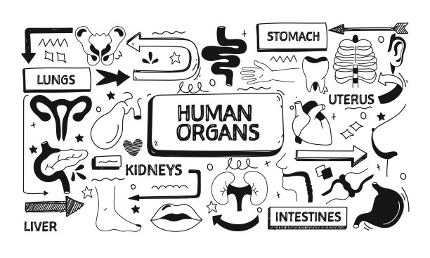 人体器官和解剖学相关的涂鸦插图。现代设计矢量插图的网站横幅，网站标题等。图片下载