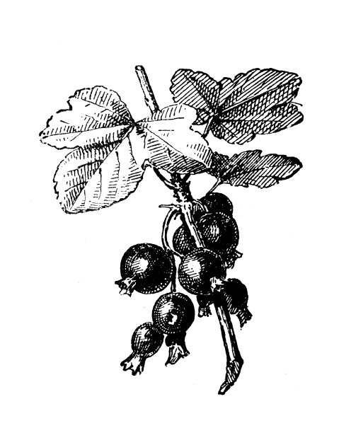 古董插图:黑醋栗图片下载