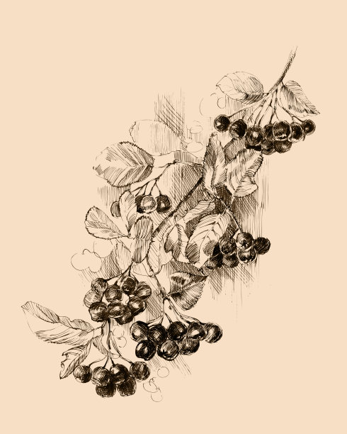 黑月桂枝，水墨插图图片下载