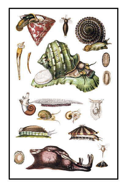 蜗牛图片下载