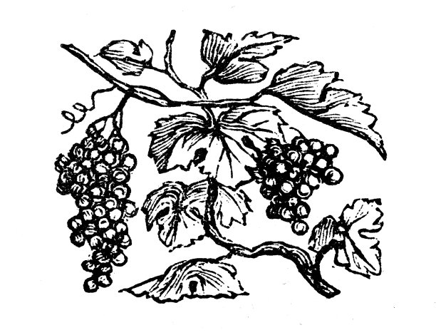 古董版画插图:葡萄图片下载
