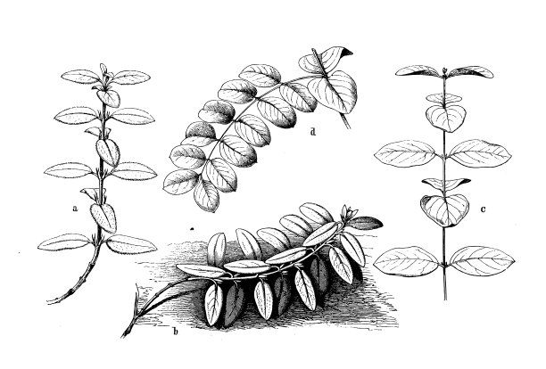 古植物学插图:Helianthemum nummularium(岩玫瑰)，Diervilla Canadensis(灌木忍冬)图片下载