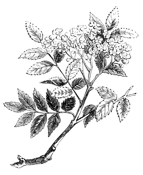 古董插图的山白蜡树图片下载