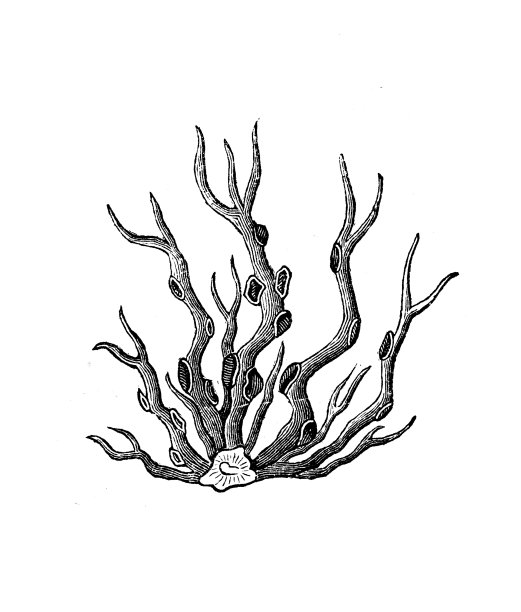 凤尾苔图片下载