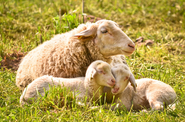 一只非常可爱，毛绒绒的白色小羊羔和它的妈妈在绿色的草地上图片下载