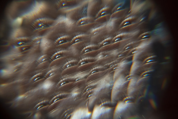 用棱镜拍摄眼睛的多幅图像图片下载