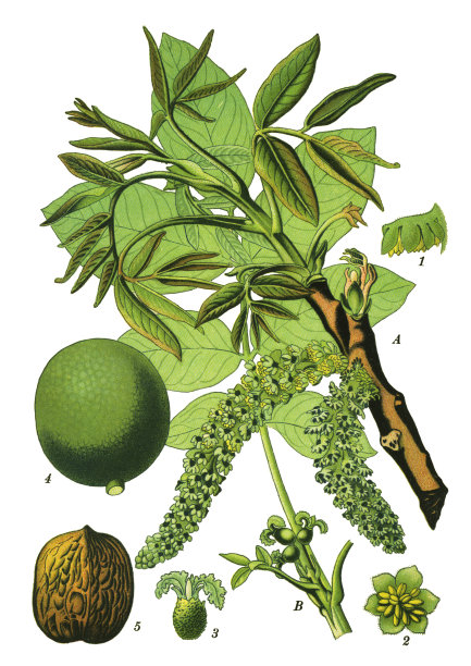 波斯胡桃，英国胡桃，切尔克斯胡桃，图片下载