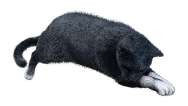 3D渲染黑猫在白色图片下载