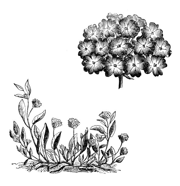 植物学植物古董雕刻插图:Abronia umbellata(粉红沙马鞭草)图片下载
