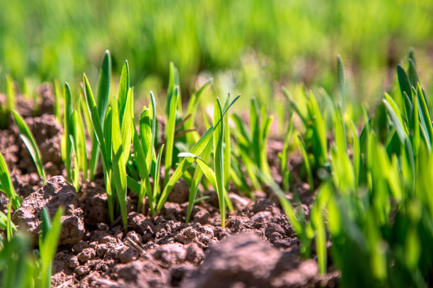 小麦进入田里。环保产品图片下载