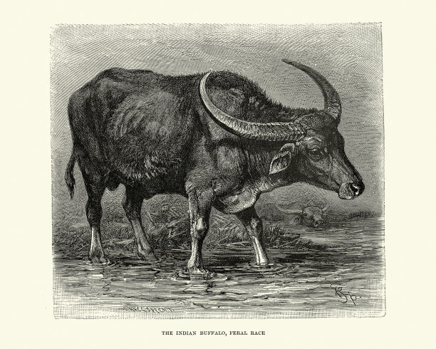 野生水牛，图片下载