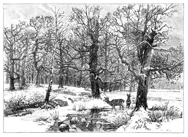 冬天的橡树林图片下载