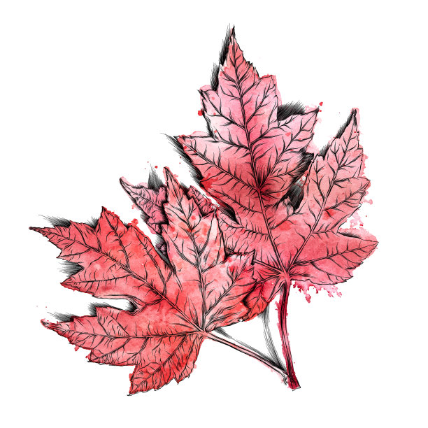 枫叶矢量水彩和墨水绘图图片下载