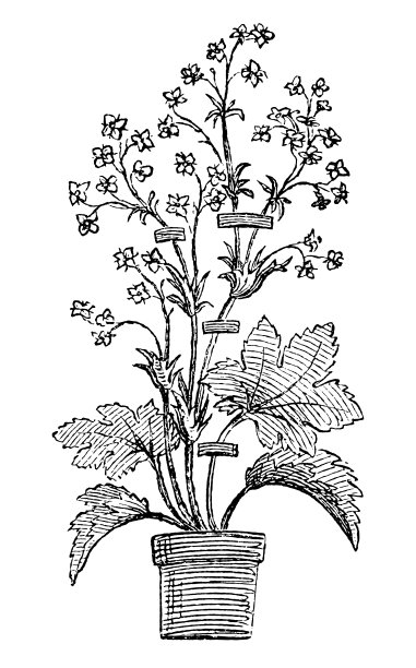 植物采集(标本室)是为了研究、栽培或业余爱好而获取植物标本图片下载