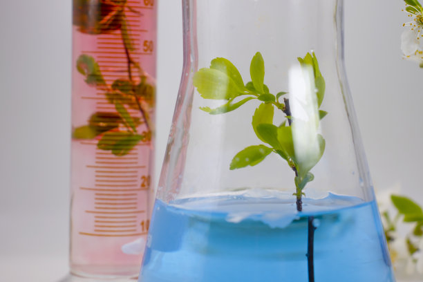 实验室烧瓶，樱花开在明亮的背景上图片下载