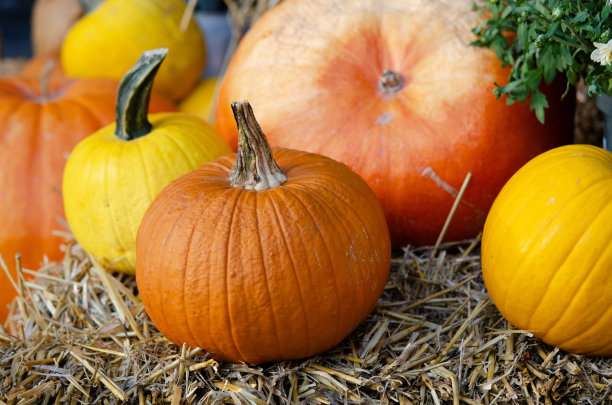 你好，秋季概念。感恩节的贺卡或横幅。图片下载