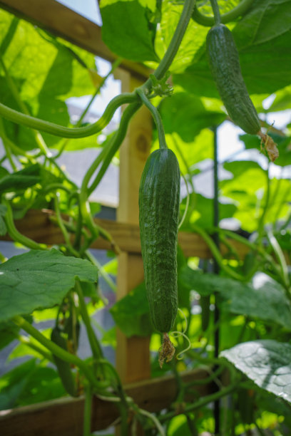 温室里，绿黄瓜挂在番茄植株上图片下载