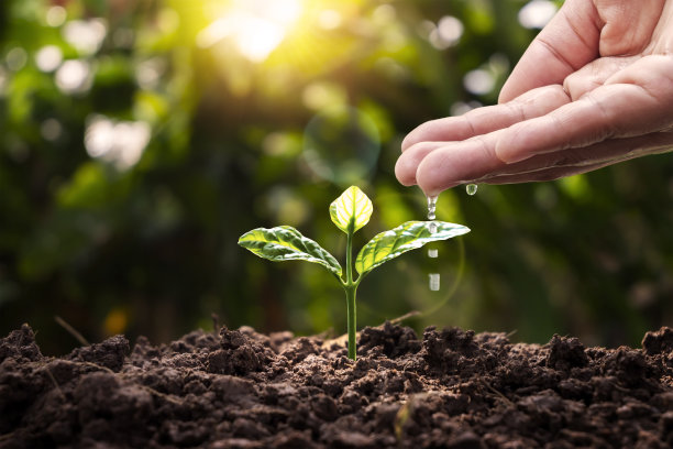 树木在肥沃的土壤上生长，农民们正在给树木浇水。图片下载