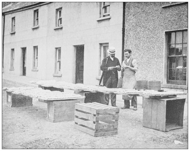 爱尔兰古董照片:制作陶土管，德罗赫达图片下载