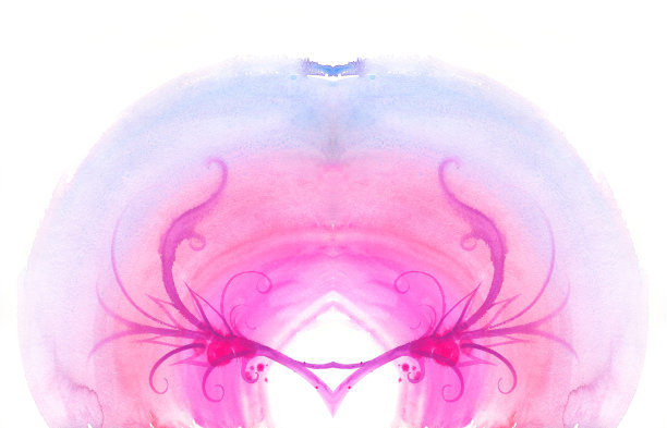 白色背景下粉红色花朵的特写镜头图片下载