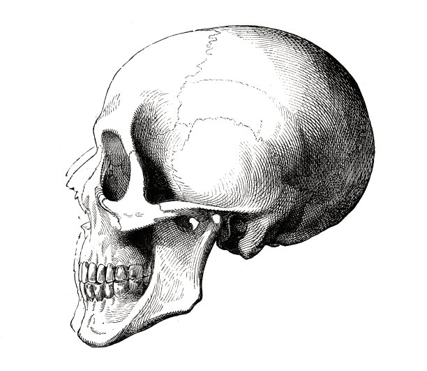 人类头骨，侧视图图片下载