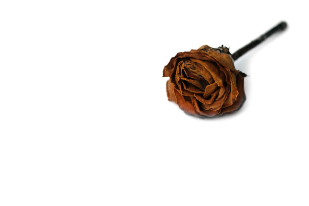 死玫瑰花孤立在白色背景上。图片下载