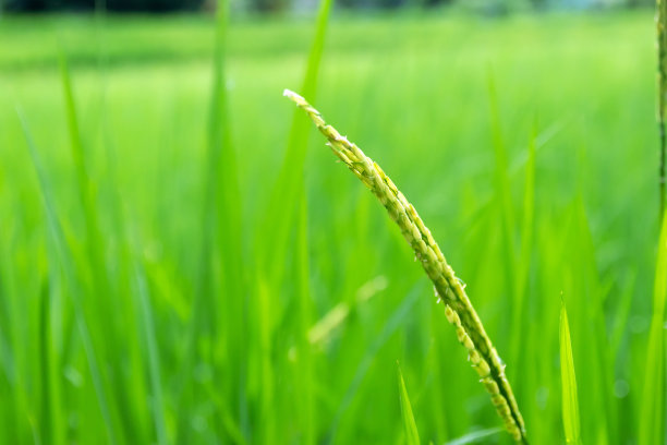 稻田梯田上的绿稻穗;绿色自然背景。图片下载