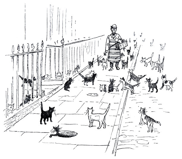 饥饿的猫在人行道上寻找接近的人，可能有食物图片下载