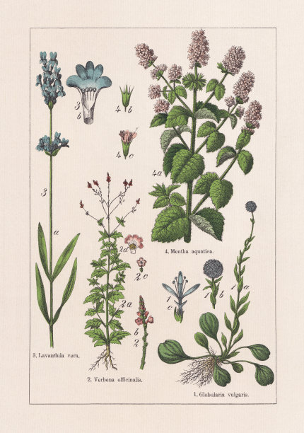 Magnoliids, Asterids, chromolithography，出版于1895年图片下载
