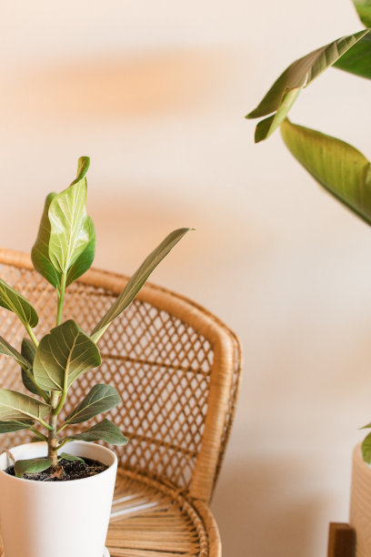 复古藤椅“孔雀椅”旁边是各种各样的绿色热带室内植物在波西米亚的氛围-榕树奥黛丽植物，蛇植物，金色的山蕨，和白鸟的天堂图片下载