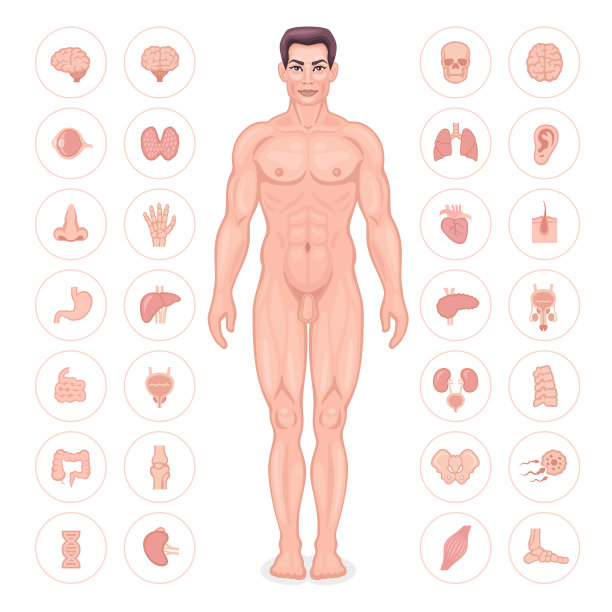 人体解剖学的向量。男性的身体。图片下载