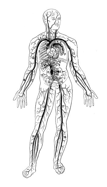古董插图:血管图片下载