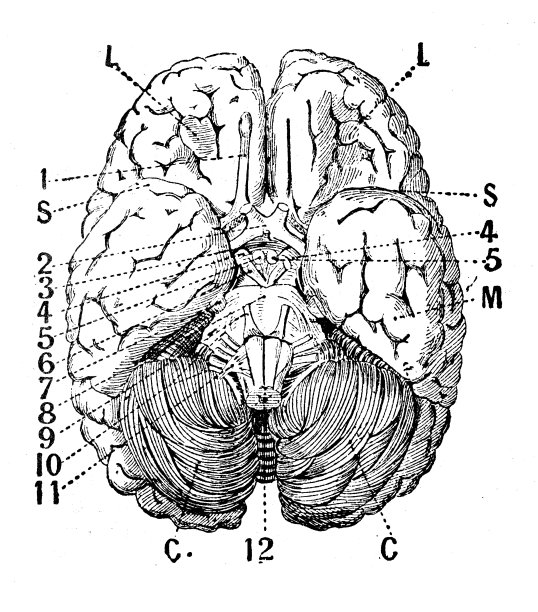 古董插图:大脑小脑图片下载