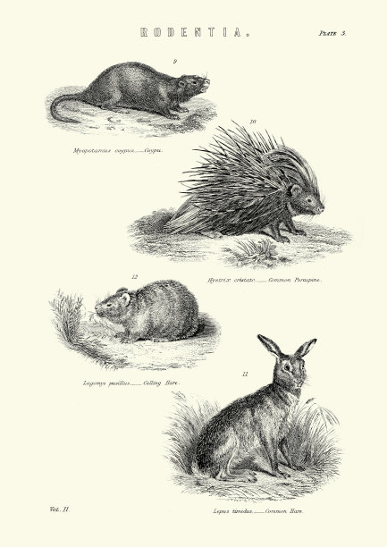 野生动物，河狸鼠，豪猪，呼叫野兔，普通野兔图片下载