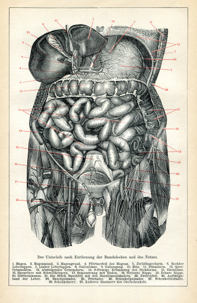 内脏和内脏器官的医学插图1898年图片下载