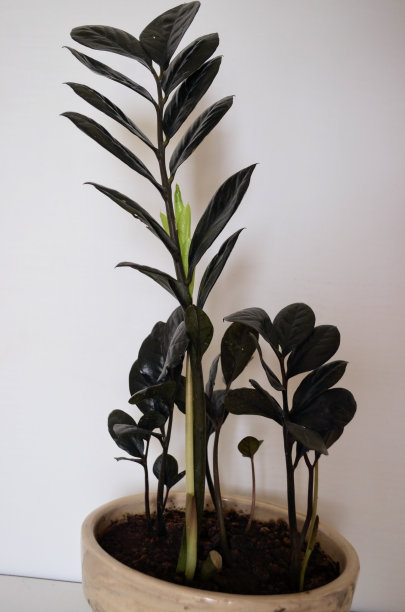Zamioculcas是天南星科开花植物的一个属，包含单种Zamioculcas zamiifolia。它是一种热带多年生植物。常见的名字包括桑给巴尔宝石，ZZ植物。图片下载